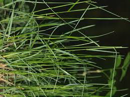 Attēlu rezultāti vaicājumam “Poa nemoralis”