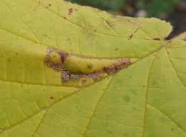 Attēlu rezultāti vaicājumam “Phyllonorycter nicellii”