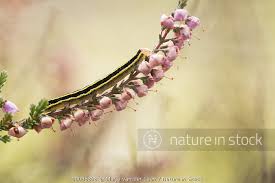 Attēlu rezultāti vaicājumam “Ceramica pisi”