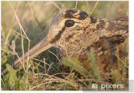 Attēlu rezultāti vaicājumam “Scolopax rusticola”