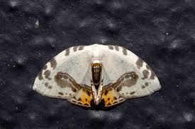 Attēlu rezultāti vaicājumam “Abraxas sylvata imago”