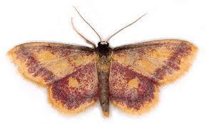 Attēlu rezultāti vaicājumam “Idaea muricata”