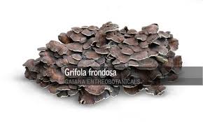 Attēlu rezultāti vaicājumam “Grifola frondosa”