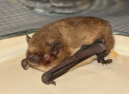 Attēlu rezultāti vaicājumam “Pipistrellus pygmaeus”