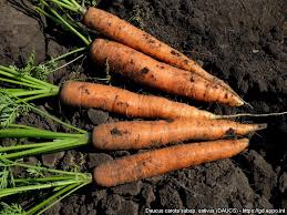 Attēlu rezultāti vaicājumam “Daucus sativus”