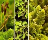 Attēlu rezultāti vaicājumam “Fissidens adianthoides”