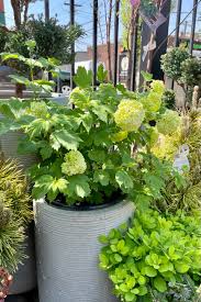 Attēlu rezultāti vaicājumam “Viburnum opulus flower”