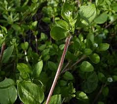 Attēlu rezultāti vaicājumam “Stellaria media”