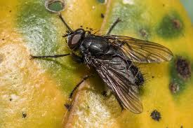 Attēlu rezultāti vaicājumam “Muscidae”