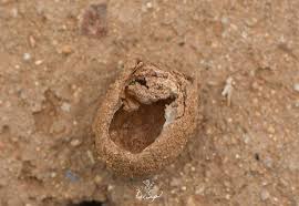 Attēlu rezultāti vaicājumam “Scardia boletella exuvia”