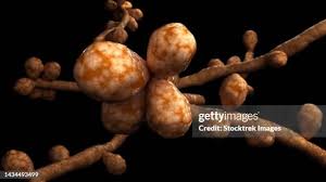 Attēlu rezultāti vaicājumam “Schistidium robustum sporophyte”