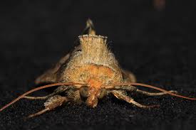 Attēlu rezultāti vaicājumam “Diachrysia tutti”