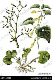 Attēlu rezultāti vaicājumam “Viscum album”