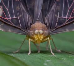 Attēlu rezultāti vaicājumam “Diderma ochraceum macro”