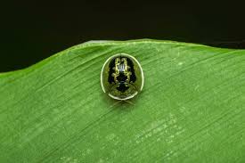 Attēlu rezultāti vaicājumam “Cassida”