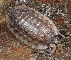 Attēlu rezultāti vaicājumam “Oniscus asellus”