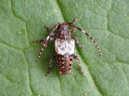 Attēlu rezultāti vaicājumam “Pogonocherus hispidulus”