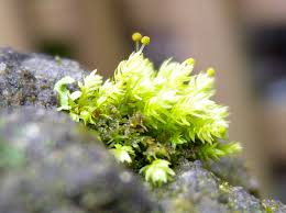 Attēlu rezultāti vaicājumam “Aulacomnium”