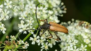 Attēlu rezultāti vaicājumam “Leptura rubra”