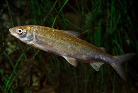 Image result for Coregonus oxyrinchus