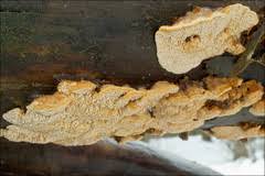 Attēlu rezultāti vaicājumam “Antrodia malicola”