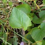 Attēlu rezultāti vaicājumam “Viola canina fruit”