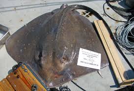 Image result for Bathytoshia centroura