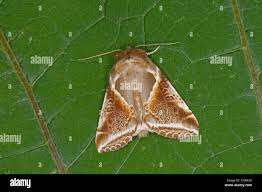 Attēlu rezultāti vaicājumam “Habrosyne pyritoides”