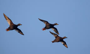 Attēlu rezultāti vaicājumam “Melanitta fusca”