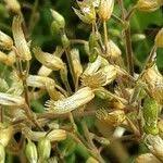 Attēlu rezultāti vaicājumam “Cerastium semidecandrum”