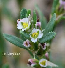 Attēlu rezultāti vaicājumam “Polygonum aviculare flower”