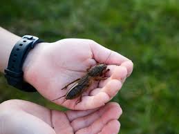 Attēlu rezultāti vaicājumam “Gryllotalpa gryllotalpa”