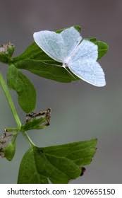 Attēlu rezultāti vaicājumam “Jodis putata”