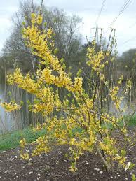Attēlu rezultāti vaicājumam “Forsythia intermedia”