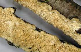 Attēlu rezultāti vaicājumam “Irpex lacteus”