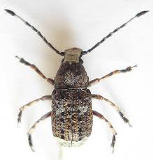 Attēlu rezultāti vaicājumam “Platystomos albinus”