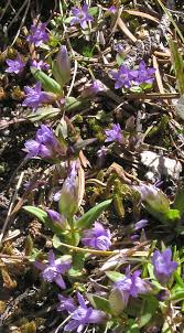 Attēlu rezultāti vaicājumam “Gentianella amarella”