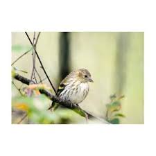 Attēlu rezultāti vaicājumam “Carduelis spinus female”