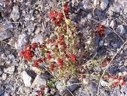 Attēlu rezultāti vaicājumam “Chenopodium foliosum fruit”