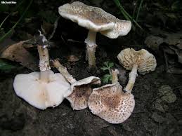 Attēlu rezultāti vaicājumam “Lepiota aspera”