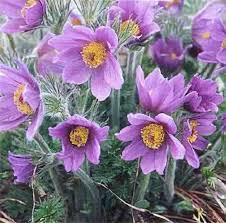 Attēlu rezultāti vaicājumam “Pulsatilla vulgaris”
