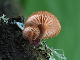 Attēlu rezultāti vaicājumam “Erinaceus sp.”