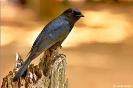 Attēlu rezultāti vaicājumam “Muscicapidae”