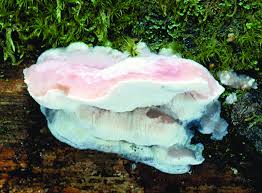 Attēlu rezultāti vaicājumam “Leptoporus mollis”