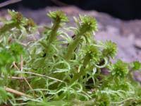 Attēlu rezultāti vaicājumam “Sphagnum cuspidatum”