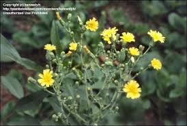 Attēlu rezultāti vaicājumam “Lactuca sativa flower”