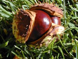 Attēlu rezultāti vaicājumam “Aesculus hippocastanum fruit”