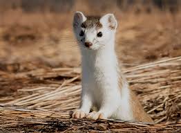 Attēlu rezultāti vaicājumam “Mustela erminea adult”