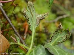 Attēlu rezultāti vaicājumam “Tranzschelia anemones”