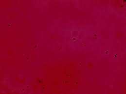 Attēlu rezultāti vaicājumam “Antrodiella semisupina”